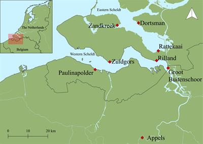 Sediment resuspension enhances nutrient exchange in intertidal mudflats